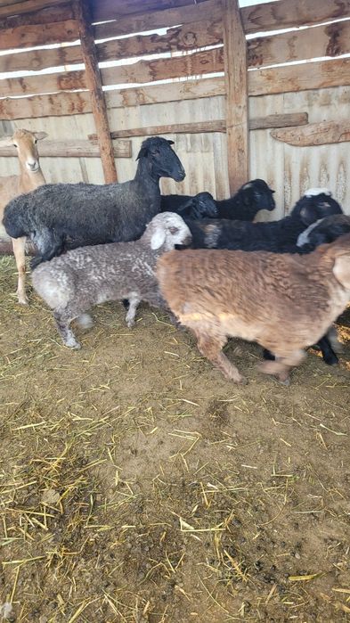 Семіз қой марқа қозы сатылады