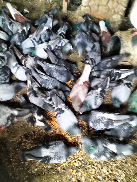 Porumbei caut un copil care dorește și îi plac porumbei