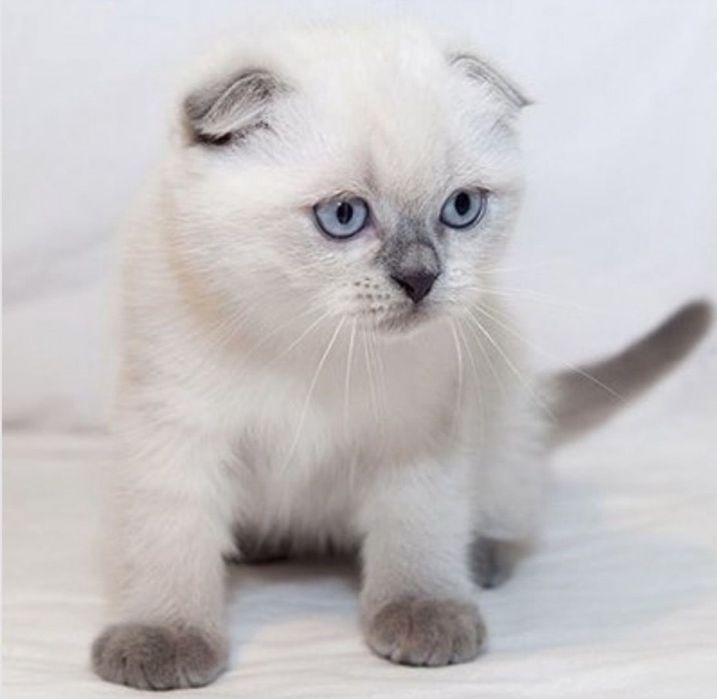 котенок скотиш страйт(шотландская вислоухая) Блю поинт.