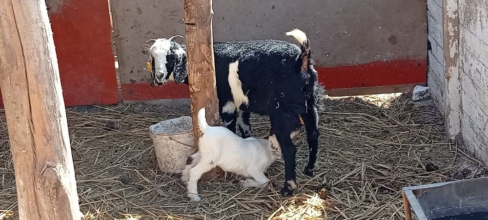 Сүтті ешкі. Парода нуби