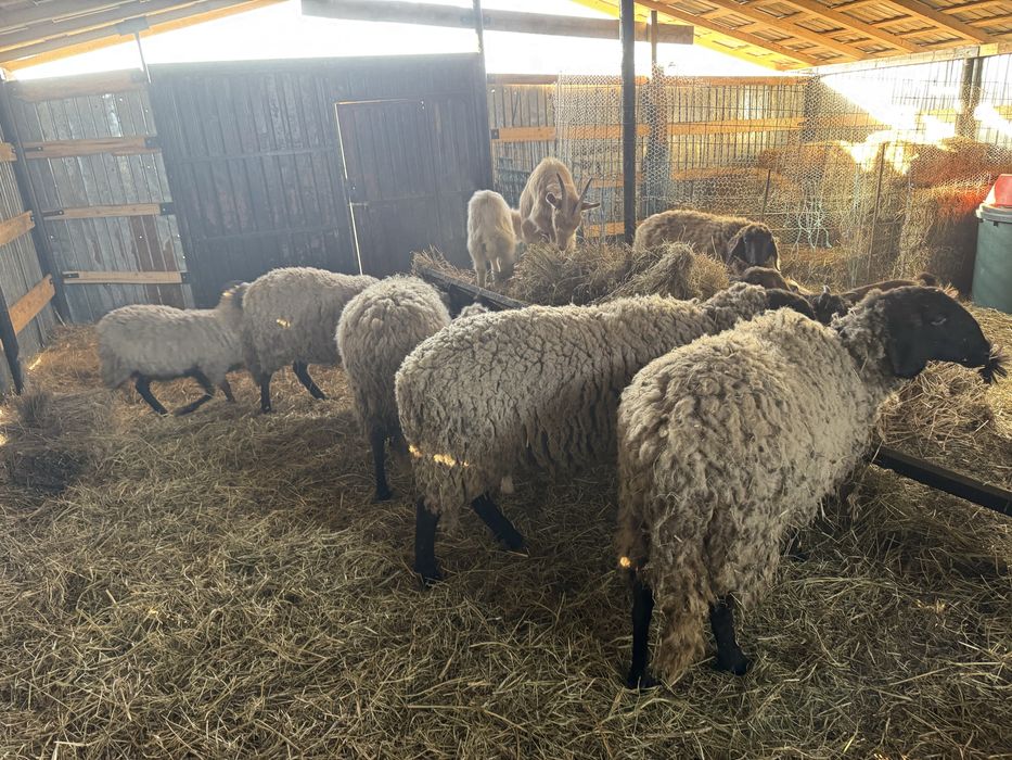 Oi  carabase,capre,oi camerun