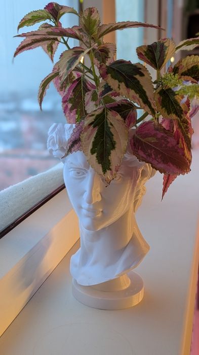 Комнатное растение Колеус в стильном кашпо «Давид»