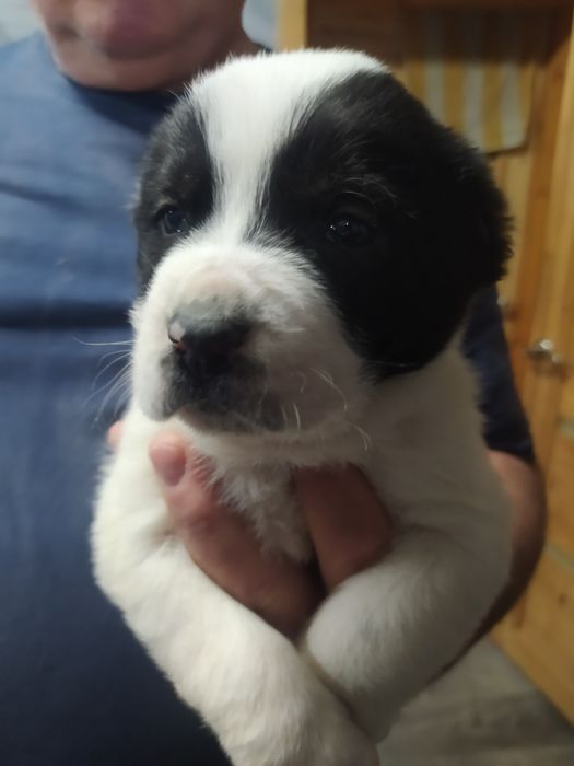 Шикарные щенки САО