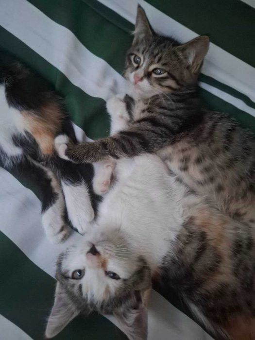 Котята приученные к лотку, отдам в добрые руки. Самарканд.