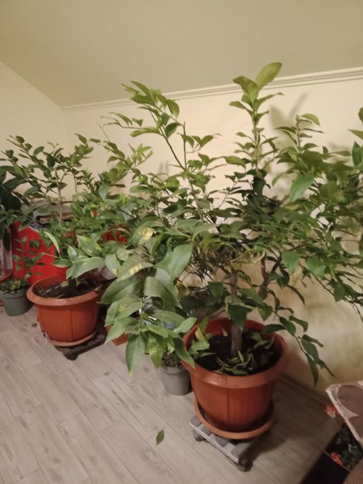 Lămâi roditori de 1,7 m