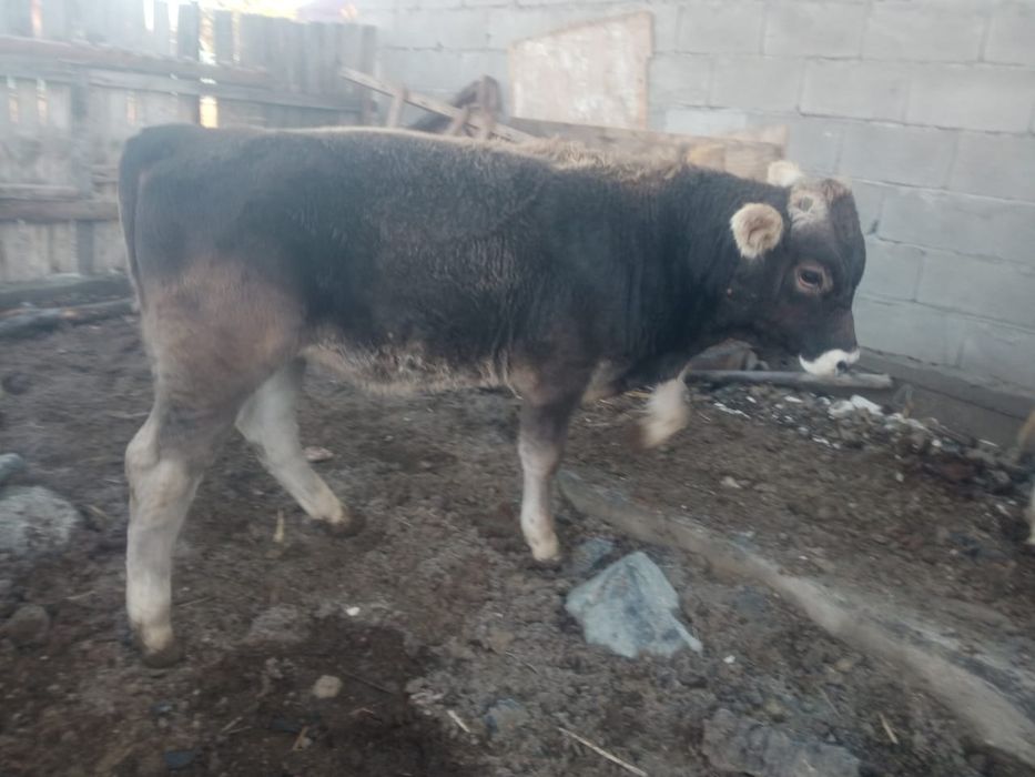 Бұқалар сатылады