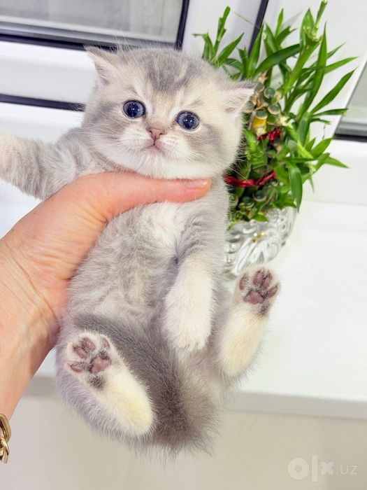 Продам котят золотая шиншилла