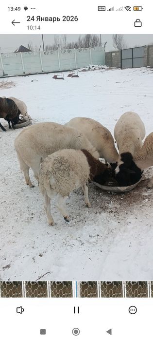 Дорпер зотли куйлар сотилади