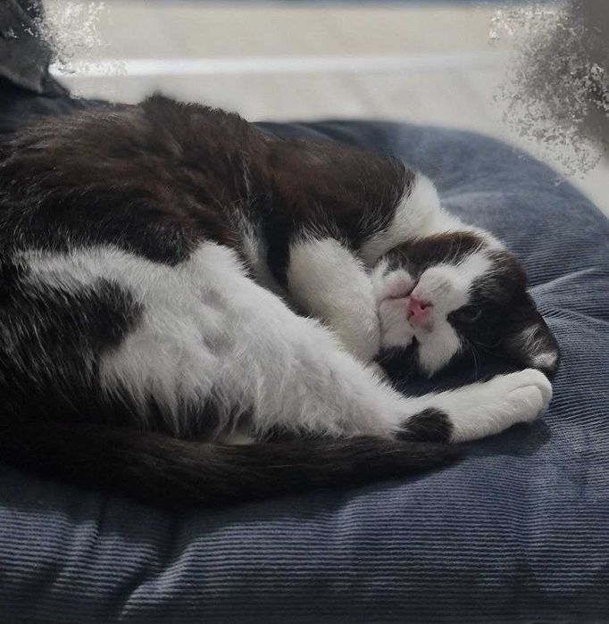 Давам черно-бяло котенце в добри ръце.