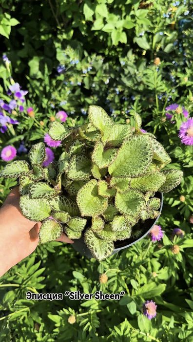 Продам комнатные цветы