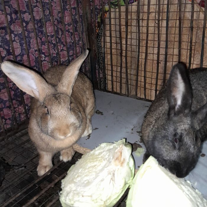 Продам  кроликов