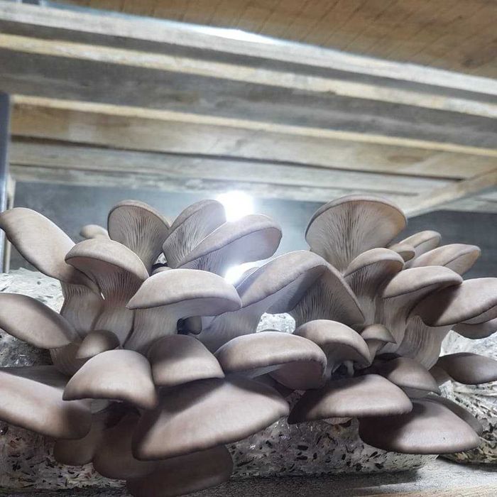 Грибы Вешенка свежие