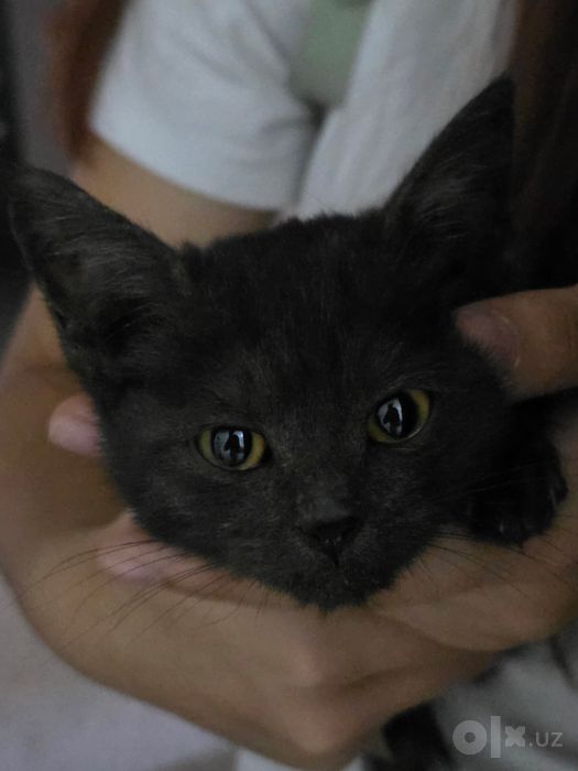 Котёнок. Девочка
