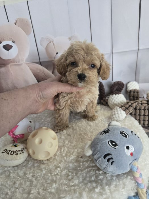 Пудел тийкъп ,Малтипу /Maltipoo