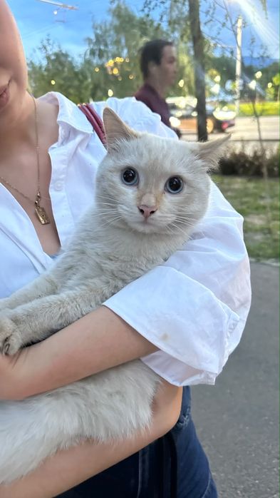 Отдам кота ласковый