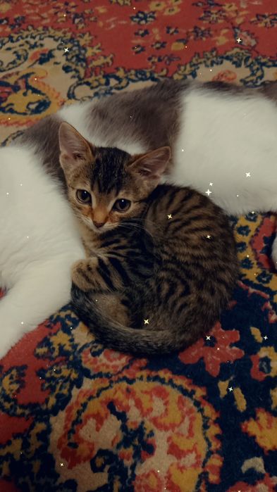 Отдам в добрые руки кошечку!