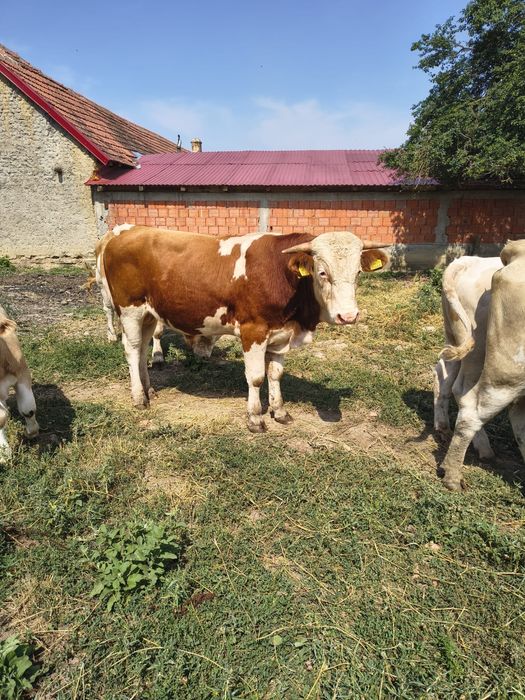Doua juninci cu vitei,doi taurasi peste 1 an si o juninca de 2 ani gestanta