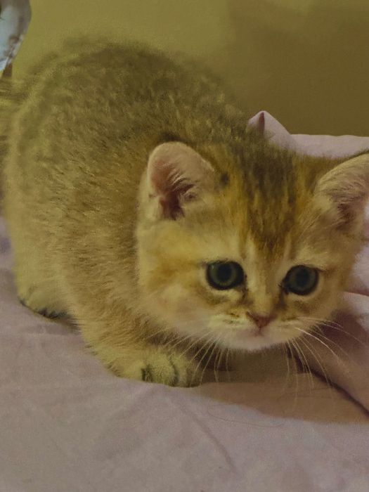 Продаются котята породы Голд Шиншила (Gold shinshila)