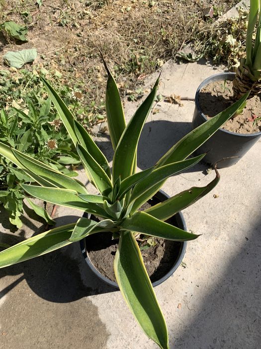 Агава декоративное ростение