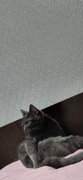 Кошки мысық сатылады