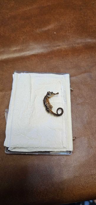 insectar calut de mare inpaiat