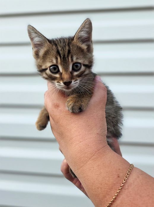 Отдам даром котят!