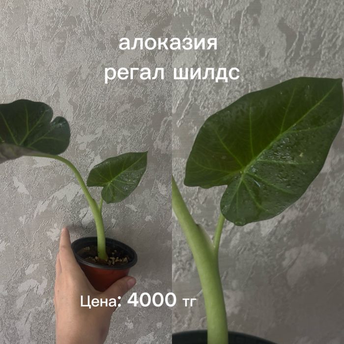 Монстера минт, антуриум, алоказии, санта, папоротник