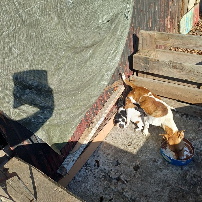 Catei jack russel