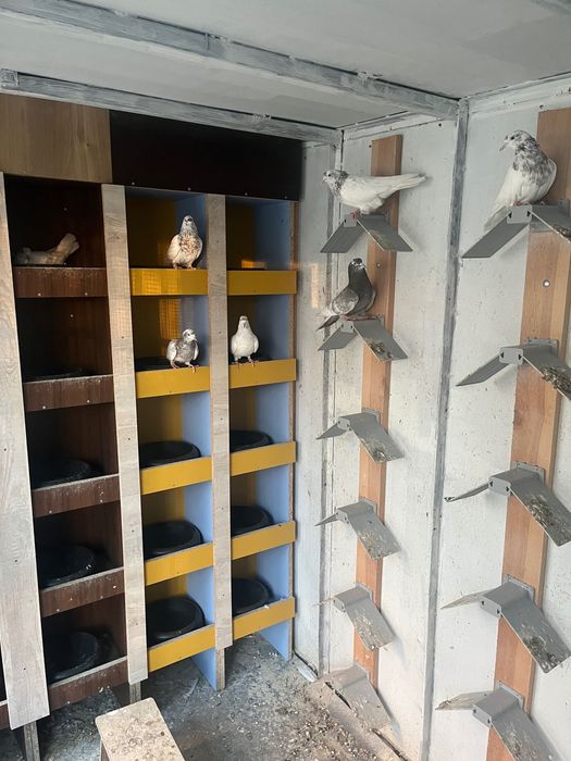 Пазарджишки високолетци