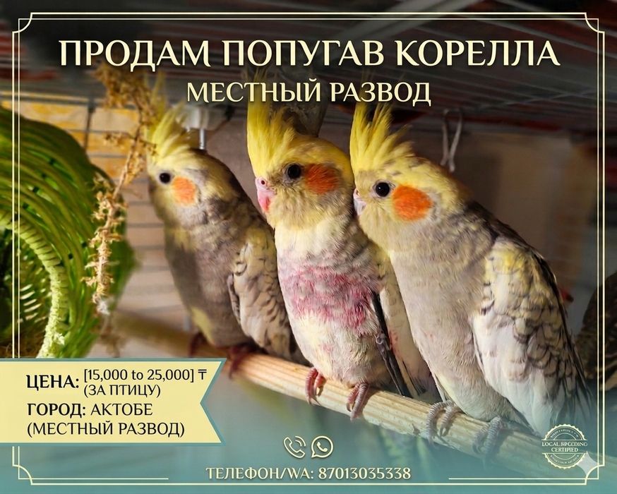 Попугаи корелла местное разведение