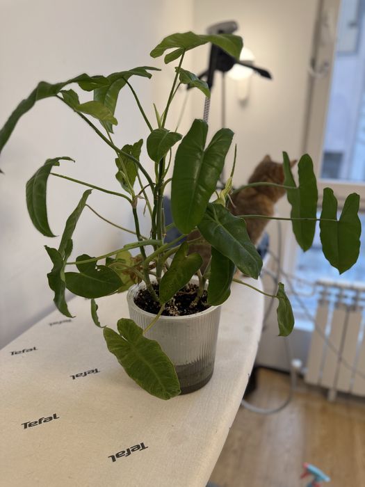 Продам филодендрон