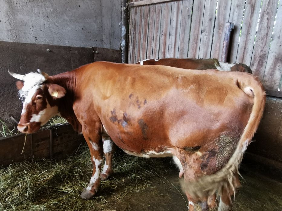Vând vacă Baltă Românească gestantă