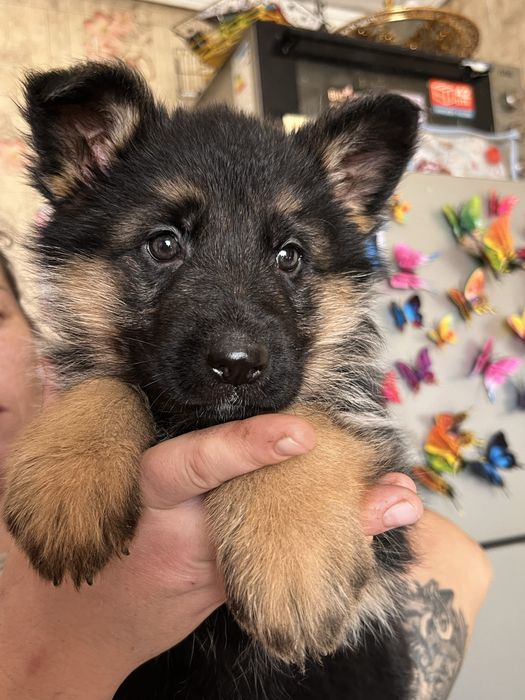 Щенки немецкой овчарки