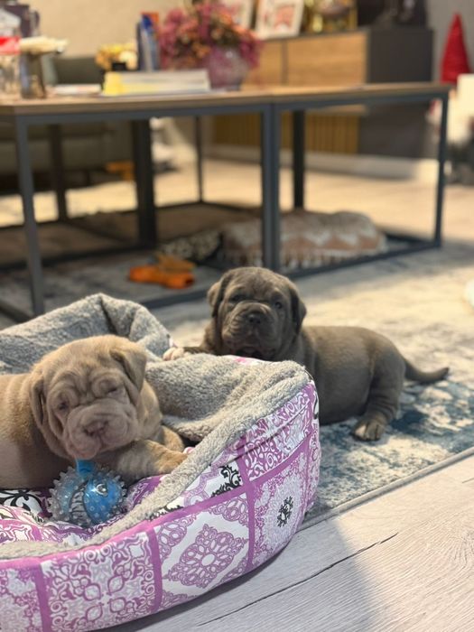 Pui Mastino Napoletano