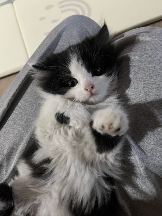 Норвежские лесные котята
