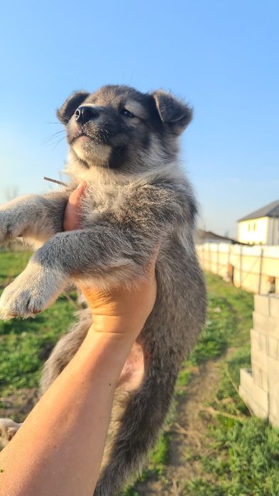 Отдам в добрые руки