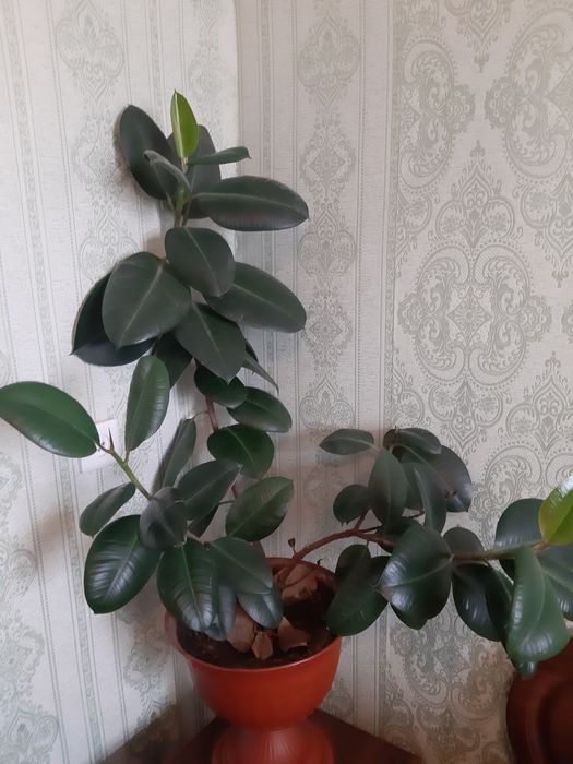 Фикус высотой 85 сантиметров