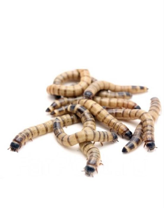 Лучший корм для домашних птиц , ежей , различных видов рептилий