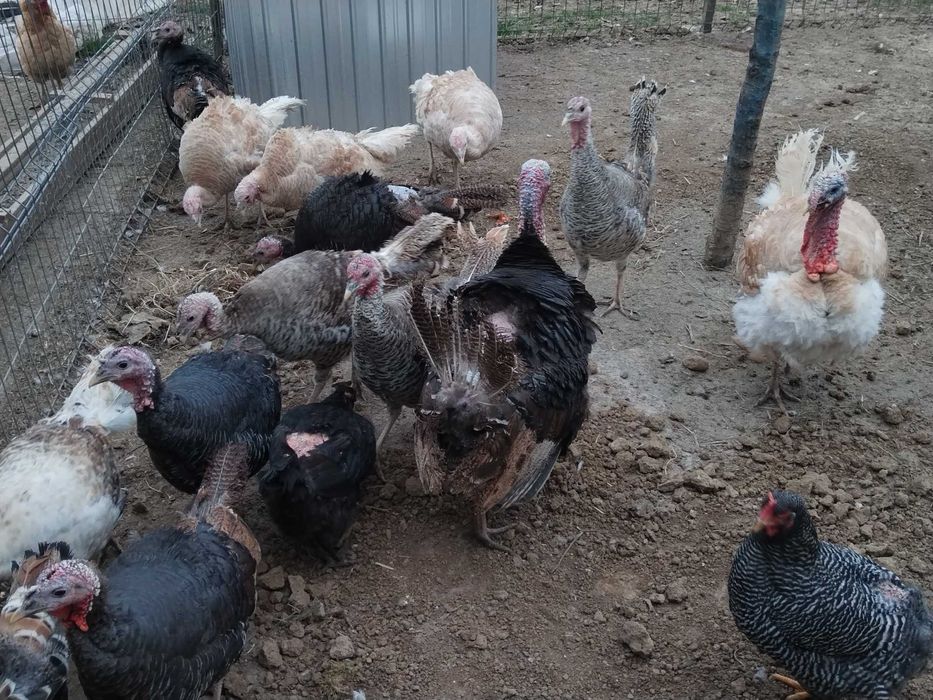 Oua de curca de tara pentru incubat