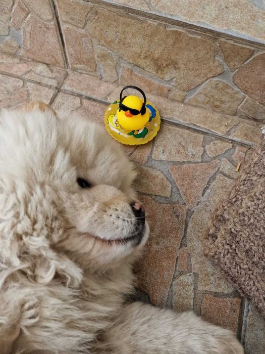 Jucarii baie - rate - decoratiune in masina