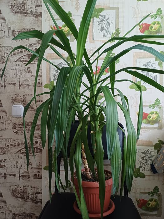 Комнатный цветок Юка