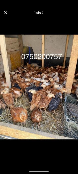 Puix de gainax !! Livrare gratuita