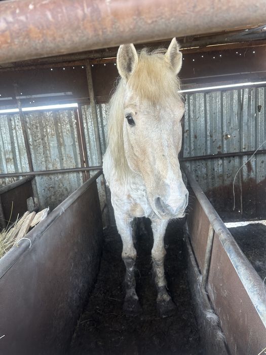 Продам Жеребца !!