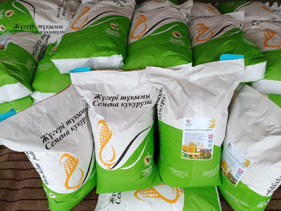 Жүгері тұқымы Семенов кукурузы