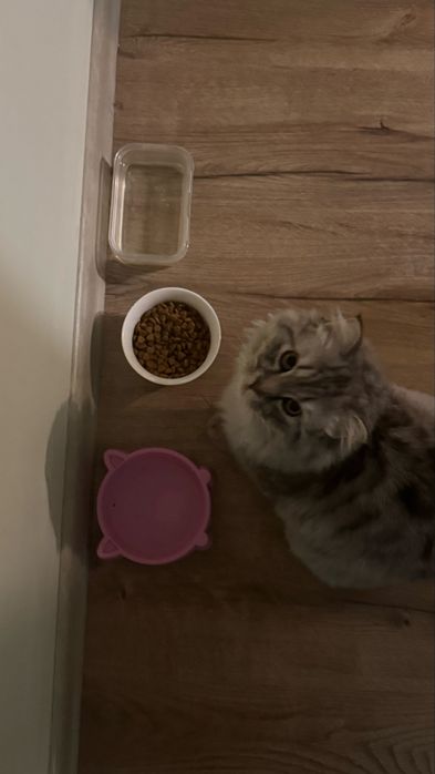 Продаю кота шотландца