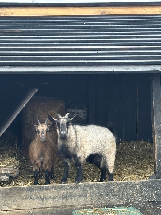 Vând capre pitice – 2 femele + 1 mascul