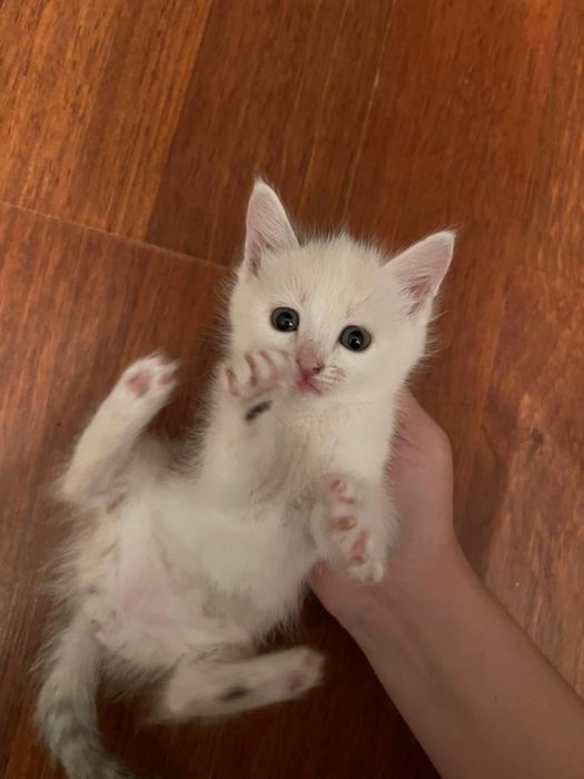 Котята чистые, домашние
