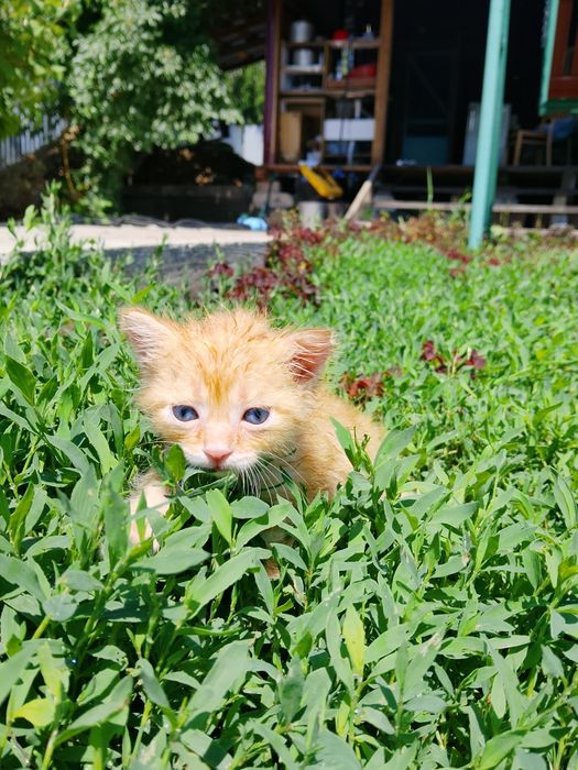 Отдам котят в добрые руки