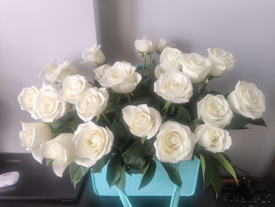 Цветы розы, белые