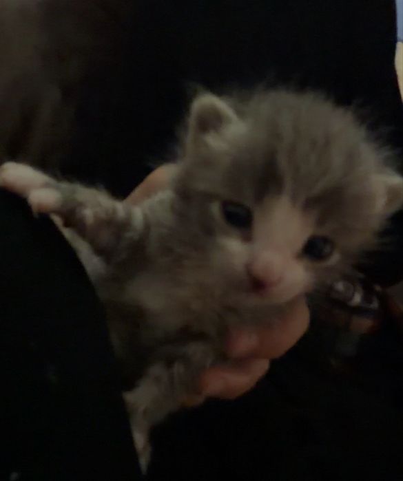 Котёнок вислоухий